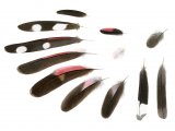 Illustration of Wall Creeper feathers (Tichodroma muraria)  (#2953)