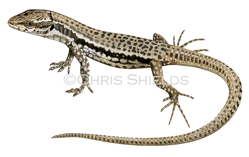 Illustration of Wall Lizard male (Podarcis muralis) (#4505)