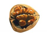 Illustration of Wallnut (Juglans regia) (#2738)