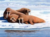 Illustration of Walrus (Odobenus rosmarus) (#0503)