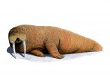 Illustration of Walrus (Odobenus rosmarus) (#4192)