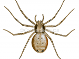 Illustration of Wandering Crab Spider (Philodromus aureolus) (#4273)