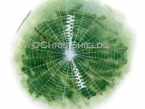 Illustration of Wasp Spider Web (Argiope bruennichi) (#1511)