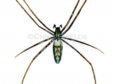 Illustration of Wasp Spider (male) Argiope bruennichi (#1223)