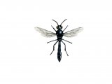 Illustration of Wasp (Trypoxylon figulus) (#3145)