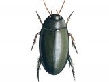 Illustration of Water Beetle (Agabus bipustulatus) (#3438)