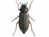 Illustration of Water Beetle (Helophorus flavipes) (#3439)