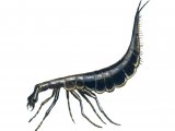 Illustration of Water Beetle Larvae (Acilius sulcatus) (#2141)