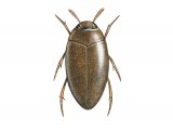 Illustration of Water Beetle (Noterus clavicurnis) (#3450)