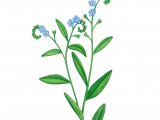Illustration of Water Forget-Me-Not (Myosotis scorpioides) (#4361)