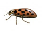 Illustration of Water Ladybird (summer form - side view) Anisosticta 19-punctata (#0608)