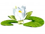 Illustration of Water Lily (Nymphaea alba) (#2850)