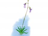 Illustration of Water Lobelia (Lobelia dortmanna) (#0959)