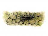 Illustration of Water Louse  (Asellus aquaticus) (#1535)