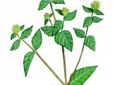 Illustration of Water Mint (Mentha aquatica) (#0956)