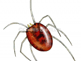 Illustration of Water Mite (Hydrarachna sp.) (#1519)