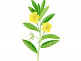 Illustration of Water Primrose (Ludwigia grandiflora) (#3238)