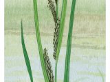 Illustration of Water Sedge (Carex aquatilis) (#4390)