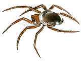 Illustration of Water Spider (Argyroneta aquatica) (#1578)