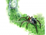 Illustration of Water Spider (Argyroneta aquatica) (#0729)