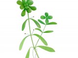 Illustration of Water Starwort (Various-leaved ) Callitriche platycarpa (#2819)