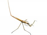 Illustration of Water Stick-insect (Ranatra linearis) (#1572)