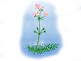 Illustration of Water Violet (Hottonia palustris) (#0989)