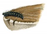 Illustration of Waved Black Moth Caterpillar (Parascotica fuliginaria) (#2514)