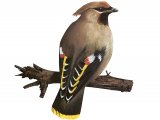 Illustration of Waxwing (Bombycilla garrulus) (#3421)