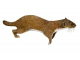 Illustration of Weasel (Mustela nivalis) (#2894)