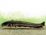 Illustration of Wels Catfish (Silurus glanis) (#0196)