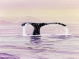 Illustration of Humpbacked whale fluck (Megaptera novaeangliae) (#1634)