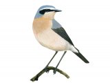 Illustration of Wheatear (Oenanthe oenanthe) (#3649)