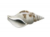 Illustration of Whelk (Colus gracillis) (#1845)