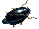 Illustration of Whirligig Beetle (Gyrinus substriatus) (#2139)