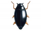 Illustration of Whirligig Beetle (Gyrinus substriatus) (#3451)