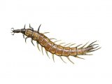 Illustration of Whirligig Beetle Larvae (Gyrinus) (#2142)