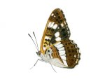 Illustration of White Admiral (Limenitis camilla) (#2002)