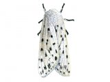 Illustration of White Ermine Moth (Spilosoma lubricipeda) (#4292)