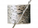 Illustration of White Poplar bark & twigs (Populus alba) (#2393)