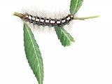 Illustration of White Satin Moth Caterpillar (Leucoma salicis) (#3245)