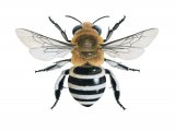 Illustration of White-banded Digger Bee (Amegilla quadrifasciata) (#4303)