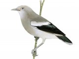 Illustration of White-shouldered Starling female (Sturnia sinensis) (#2228)