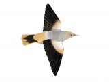 Illustration of White-shouldered Starling (Sturnia sinensis) (#2227)