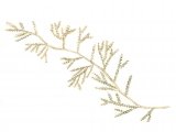 Illustration of Whiteweed (Sertularia cupressina) (#0742)