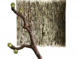 Illustration of Wild Service Tree bark & twig (Sorbus torminalis) (#2399)