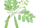 Illustration of Wild Tamarind Tree (Leucaena leucocephala) (#4685)