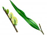 Illustration of Willow leaf & flowers (Salix viminalis) (#0833)