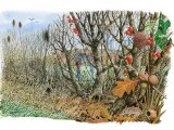 Illustration of Winter Hedge (#2716)