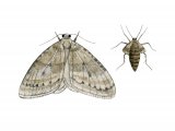 Illustration of Winter Moth (Operophtera brumata) (#3409)